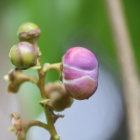 Lecythis lanceolata Poir.